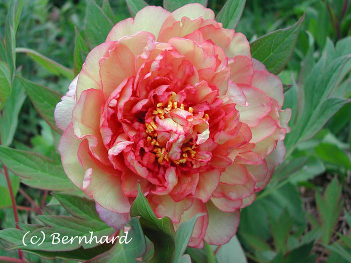 paeonia_unbek