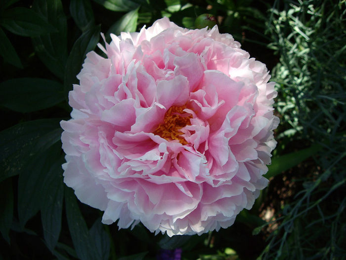 paeonia-bloom-closeup