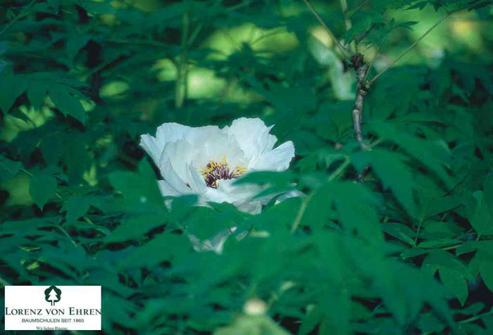 Paeonia-suffruticosa__3097