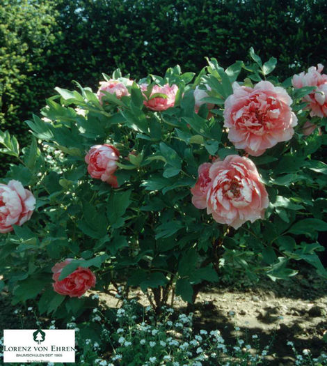 Paeonia-suffruticosa__8676