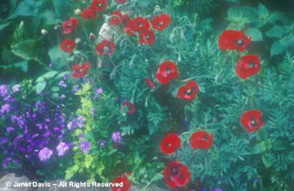 Papaver%20commutatum