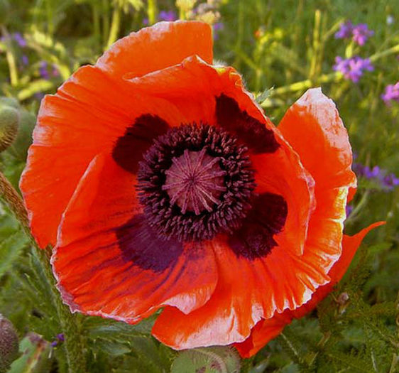 Papaver%20orientale%20