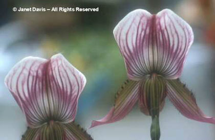 Paphiopedilum%20callosum - minuni ale naturii create de dumnezeu 2