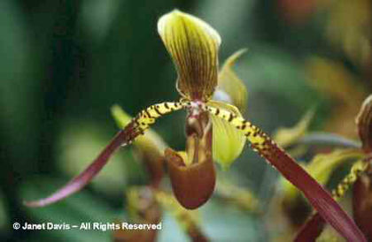 Paphiopedilum%20 - minuni ale naturii create de dumnezeu 2