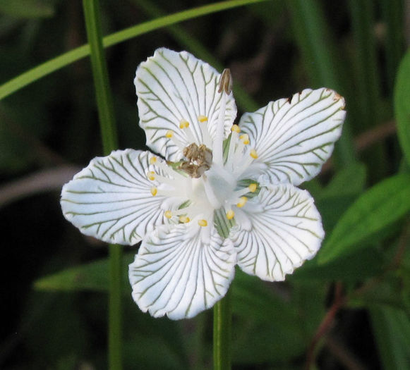 Parnassia_asarifolia_flower_closeup_web - minuni ale naturii create de dumnezeu 2