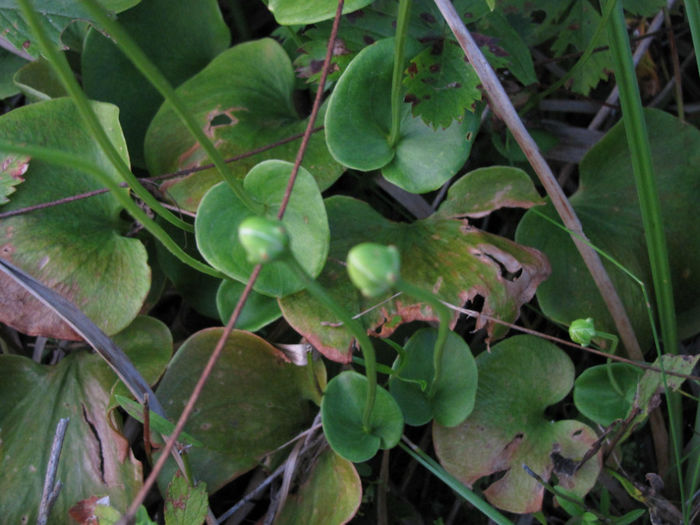 Parnassia_asarifolia_leaves_web - minuni ale naturii create de dumnezeu 2
