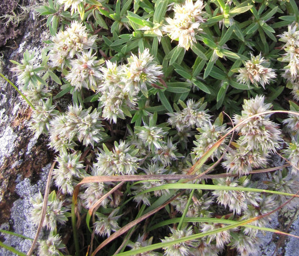 Paronychia_argyrocoma_Silverling_8.10_flowers_WEB_