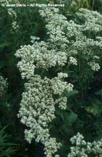 Parthenium%20integrifolium - minuni ale naturii create de dumnezeu 2