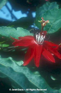 Passiflora%20coccinea - minuni ale naturii create de dumnezeu 2