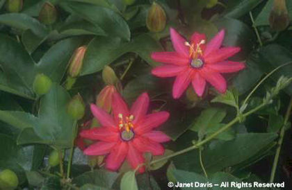 Passiflora%20 - minuni ale naturii create de dumnezeu 2