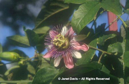 Passiflora%20x%20alatocaerulea