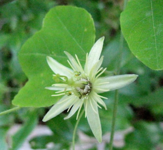 Passiflora_lutea_flower_Wilmington_7.17_.11_web__resized - minuni ale naturii create de dumnezeu 2