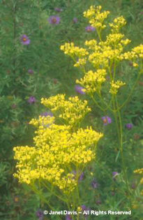 Patrinia%20scabiosifolia