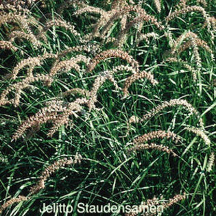 pennisetum_tall_tails_2