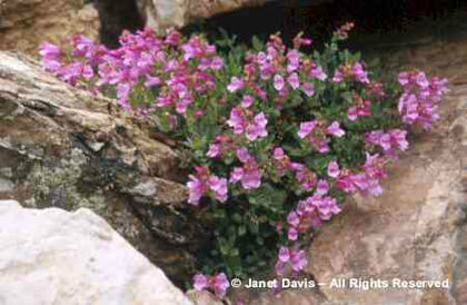 Penstemon%20barrettiae - minuni ale naturii create de dumnezeu 2