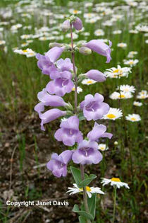 Penstemon%20grandiflorus - minuni ale naturii create de dumnezeu 2