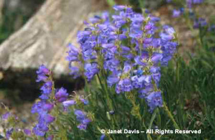 Penstemon%20hallii - minuni ale naturii create de dumnezeu 2