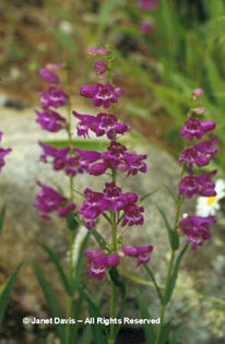 Penstemon%20'Prairie%20Dusk' - minuni ale naturii create de dumnezeu 2
