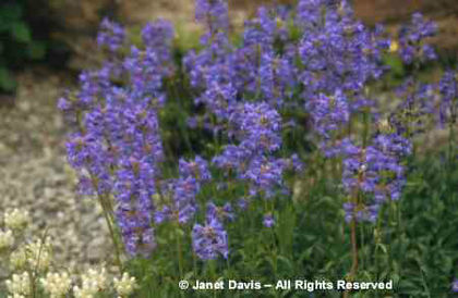 Penstemon%20spatulatus - minuni ale naturii create de dumnezeu 2