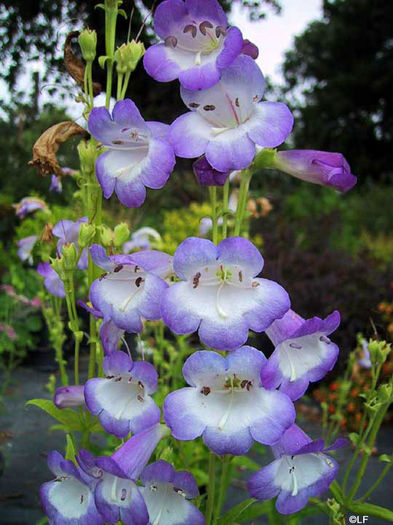 penstemon_lady_alice_hind