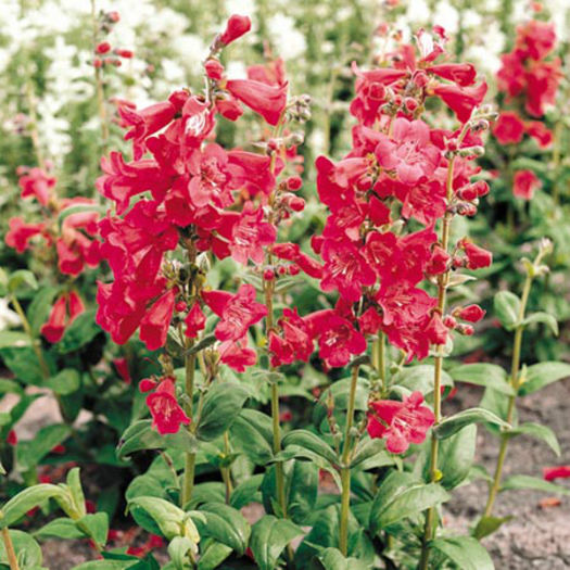 penstemon_tubular_bells_red_3