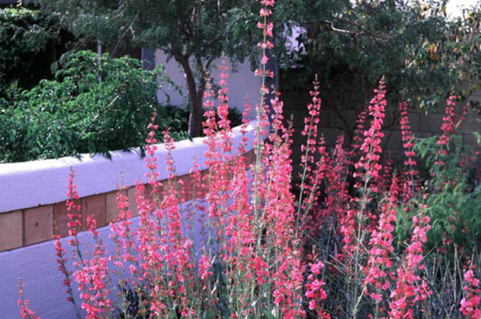 penstemon2 - minuni ale naturii create de dumnezeu 2