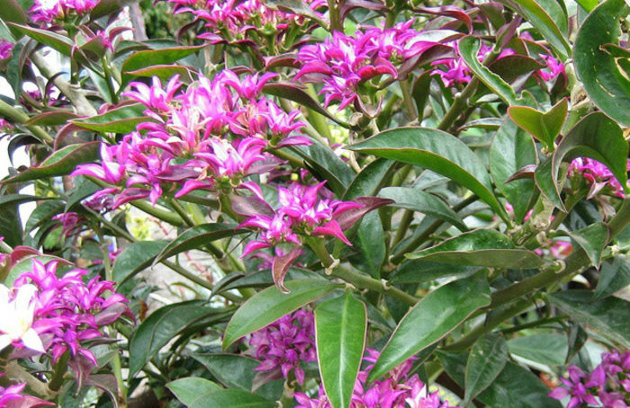 pereskia-grandiflora-voilacea