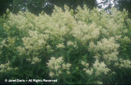 Persicaria%20polymorpha - minuni ale naturii create de dumnezeu 2