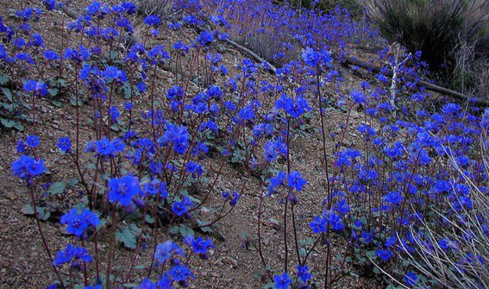 phacelia-companion-plant