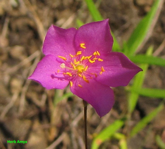 Phemeranthus_piedmontanus_bloom_resized - minuni ale naturii create de dumnezeu 2