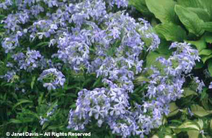 Phlox%20divaricata