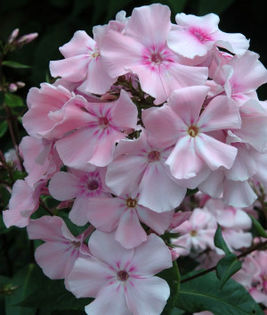 Phlox%20paniculata%20