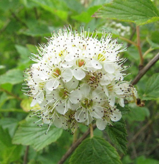 Physocarpus_opulifolius,flower_close-up_resized - minuni ale naturii create de Dumnezeu 3