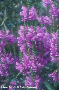 Physostegia%20virginiana - minuni ale naturii create de Dumnezeu 3