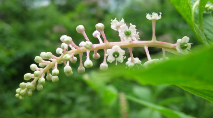 Phytolacca_americana_blooms_just_opening_resized - minuni ale naturii create de Dumnezeu 3