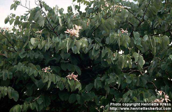 pi2001-10-27_bauhinia - minuni ale naturii create de Dumnezeu 3