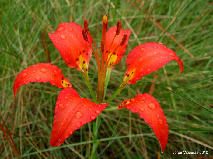 Pine_Lily_(2)_Lilium_catesbaei_flower_for_web - minuni ale naturii create de Dumnezeu 3