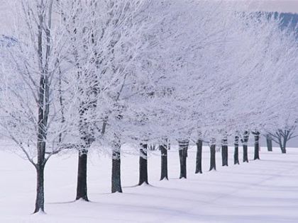copaci-iarna_1 copaci antrieniti - iarna