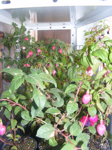 FUCHSII LA IERNAT