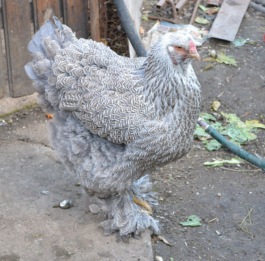 Matura 2012 - B__Brahma Silver orange