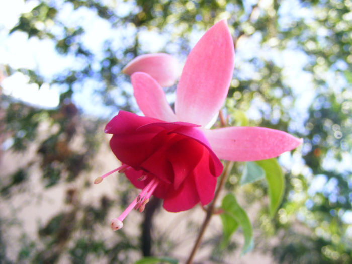 FUCHSIA DANCING FLAME