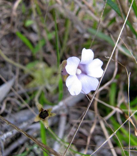 Pinguilaria_pumila_flower_Green_Swamp_2012_April_15_web - minuni ale naturii create de Dumnezeu 3