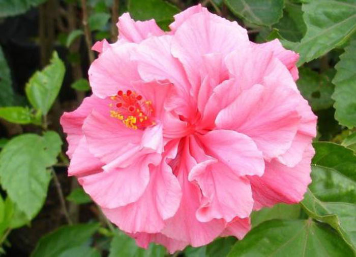 pink-hibiscus-flower - minuni ale naturii create de Dumnezeu 3