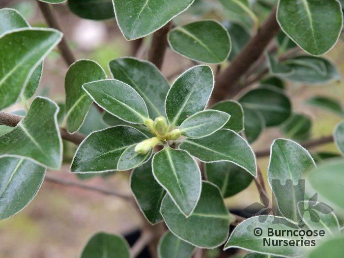 Pittosporum_crassifolium_03_4821 - minuni ale naturii create de Dumnezeu 3