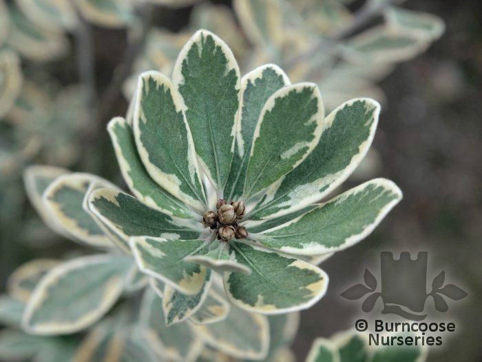 Pittosporum_crassifolium_variegatum_01_5348 - minuni ale naturii create de Dumnezeu 3