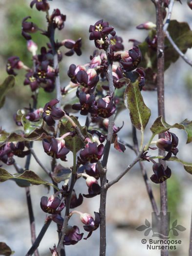 pittosporum_tenuifolium_atropurpureum_5349~1 - minuni ale naturii create de Dumnezeu 3