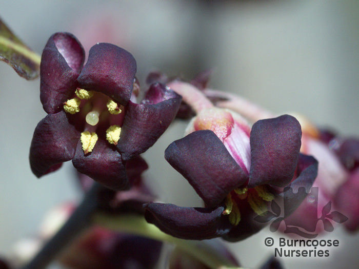 pittosporum_tenuifolium_atropurpureum_5349a - minuni ale naturii create de Dumnezeu 3