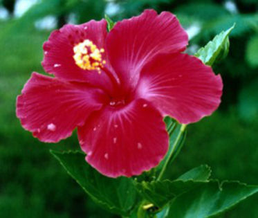Plante-de-apartament-Trandafirul-japonez-trandafirul-de-China-sau-Hibiscus1-300x253