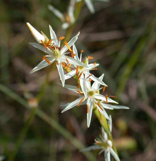 Pleea_tenuifolia_blooms