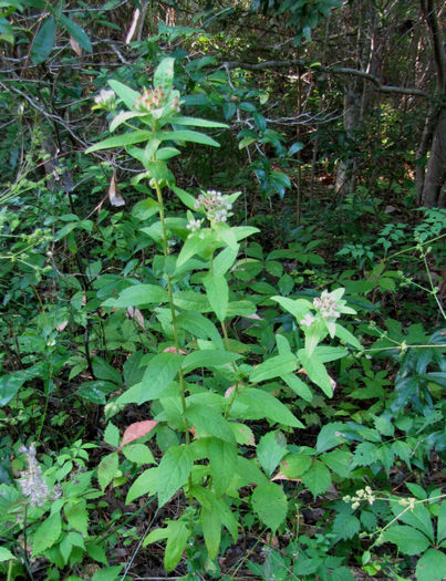 Pluchea_foetida_(3)_whole_plant_for_web - minuni ale naturii create de Dumnezeu 3